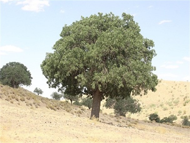 منطقه گردشگری جنگل کندر خاتم؛خاستگاه عشایر غیور مرد قرائی+تصاویر