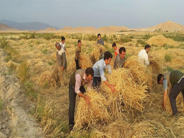 اردوی جهادی یک‌روزه به‌منظور کمک به کشاورزان گرمه‌ای+ تصاویر