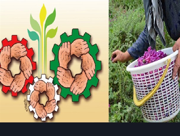 گیاهان دارویی دریچه‌ای به سوی اقتصادمقاومتی در خوزستان