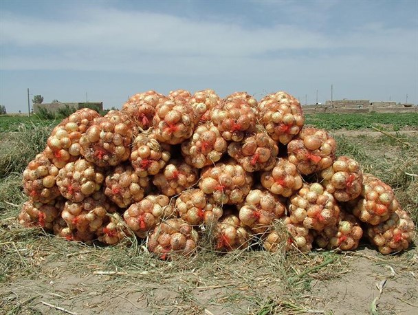 پیش‌بینی برداشت 16640 تن پیاز از مزارع طارم/ اشتغال 630 کشاورز طارمی در کشت پیاز