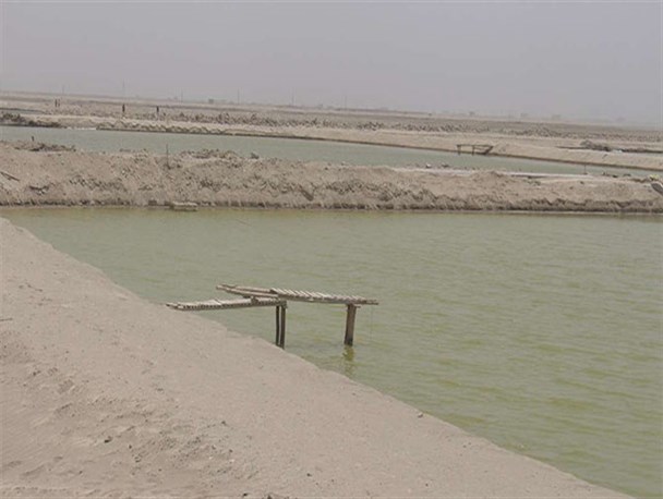 گزارش تصویری/ برداشت میگو از 600 هکتار اراضی مستعد گواتر چابهار