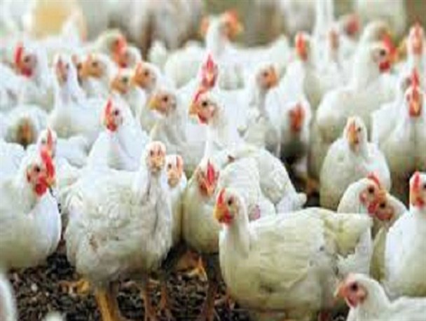 کشف بیش از 2 تن مرغ زنده فاقد مجوز