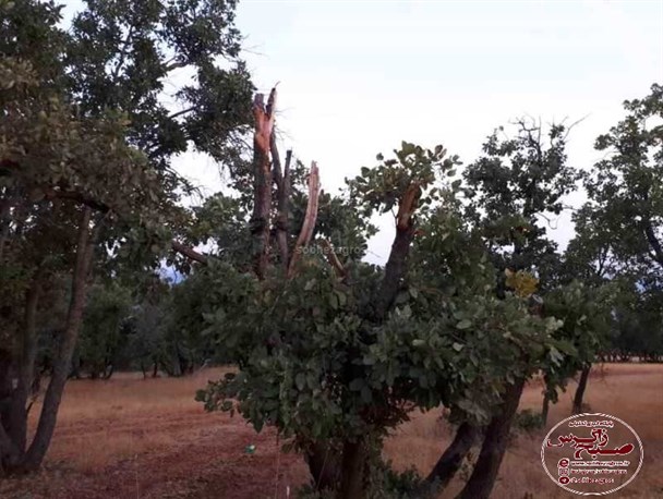 بلوط‌های پارک جنگلی در چنگال دشمنان طبیعت/ کرونا مانع قتل عام بلوط‌های زاگرس نشد+ تصاویر
