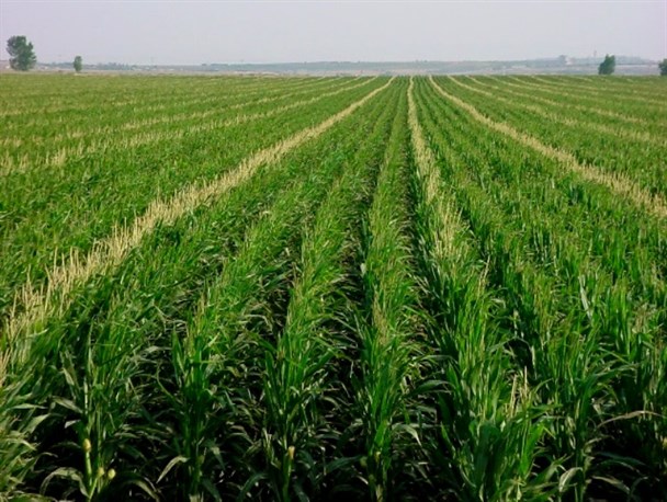 اختصاص ۵۰ هکتار از اراضی کشاورزی رشتخوار به کشت ذرت علوفه‌ای/ ذرت علوفه‌ای جایگزین مناسب در تامین خوارک دام دامدارن است