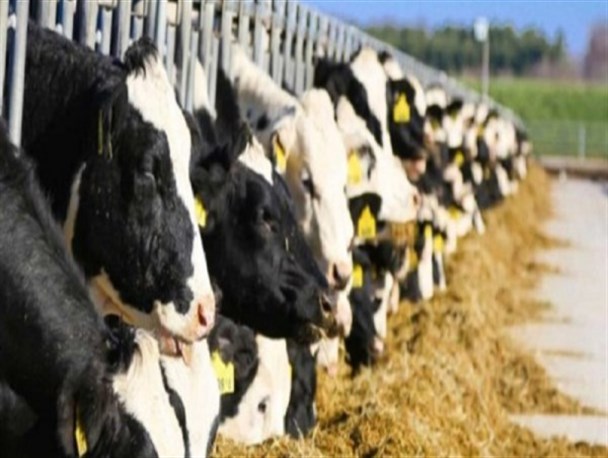 از افزایش قیمت نهاده های دام و طیور تا کاهش جوجه ریزی و کمبود مرغ/ وقتی چند مافیا نان یک ملت را آجر می کند!