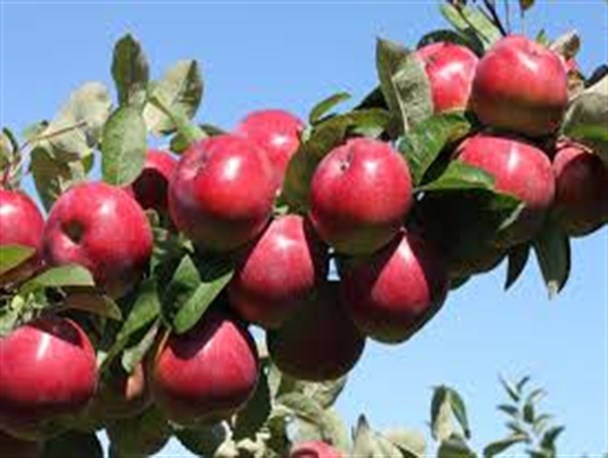 باغات سیب شهرستان شیروان در قاب دوربین