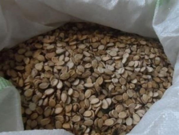 کسی به داد هندوانه کاران شرق گلستان برسد