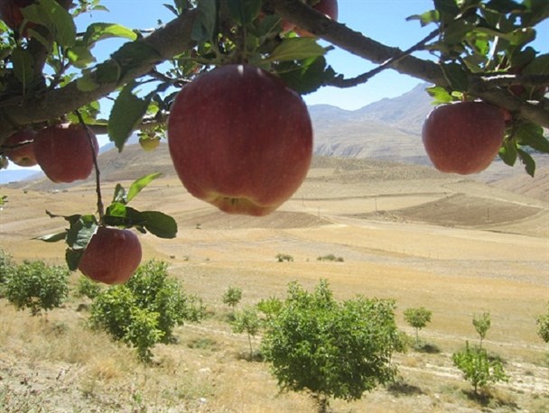 سیب سفید وسرخ شاهرود سوغاتی برای مسافران و گردشگران