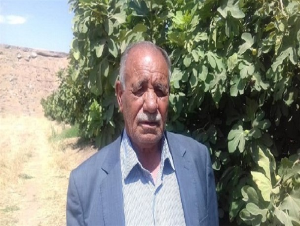طعم شیرین اقتصاد مقاومتی در انجیر سیاه پلدختر/درآمد زایی اقتصاد مقاومتی از حقوق کارمندان اداری بیشتر است+تصاویر