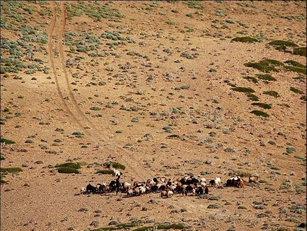 تخریب مراتع مهرستان در پی تداوم خشکسالی