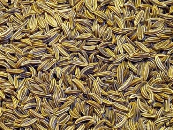 کشت 10 هکتار زیره سبز در هرسین