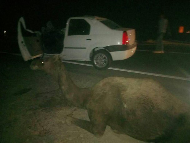 تراژدی ادامه دار تصادف با شتر در شهرستان جاسک!!