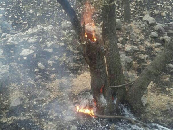 آتش سوزی درجنگل های زاگرس / آتش سوزی در  بیش از ۲۰ هکتار از مراتع و جنگلهای منطقه آرپناه لالی + تصاویر