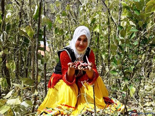 کشت 700 تن لوبیای ارگانیک در روستای سرن سه‌هزار/ محصولی که طرح برتر اقتصاد مقاومتی شد