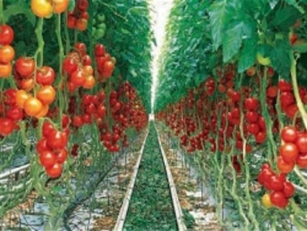 واگذاری 5 شهرک گلخانه ای اردبیل به بخش خصوصی
