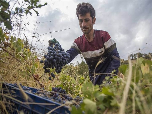 نان بی‌زحمت دلالان از خون دل خوردن باغداران طلای سیاه