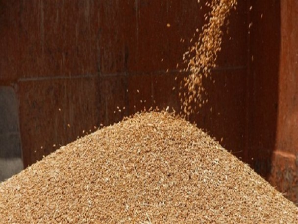 پیش بینی کمبود بارش ها در پاییز نگران کننده است/ در تأمین بذر مورد نیاز کشاورزان استان مشکلی نداریم