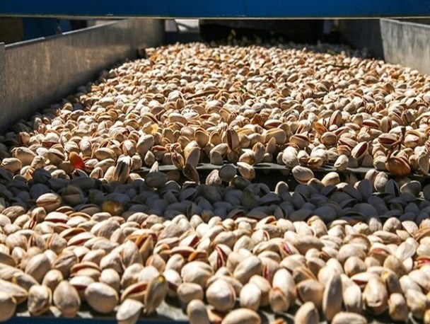 خنده های باغدار جاجرمی از لبخند پسته/ ایجاد شغل و درآمد برای ۱۳۸ خانواده