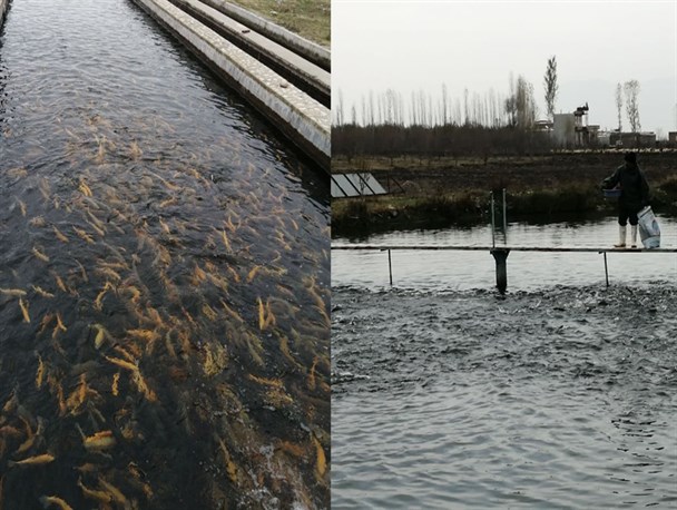 ۷۰۰۰ تن آبزی امسال از منابع آبی آذربایجان غربی برداشت می شود