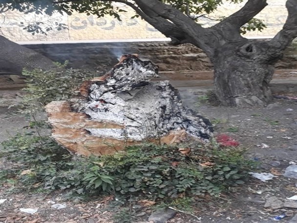صحنه ای  غم انگیز از آتش زدن تنه یک درخت در آبشار یاسوج