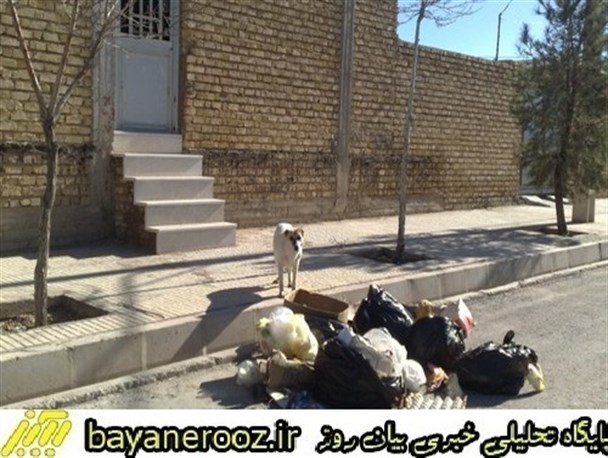 سگ های ولگرد سوهان روح شهروندان پلدختری/امکانات زنده گیری و بی هوشی سگ های ولگرد در پلدختر وجود ندارد+فیلم