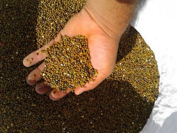 برداشت ماش از اراضی کشاورزی چرام + تصاویر