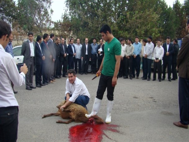 دانشگاه آزاد پارس آباد به شکرانه تصویب رشته کارشناسی ارشد، گوسفند قربانی کرد+عکس