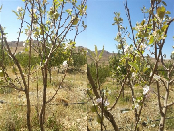 درخت سیبی که در فصل خزان شکوفه زد + عکس