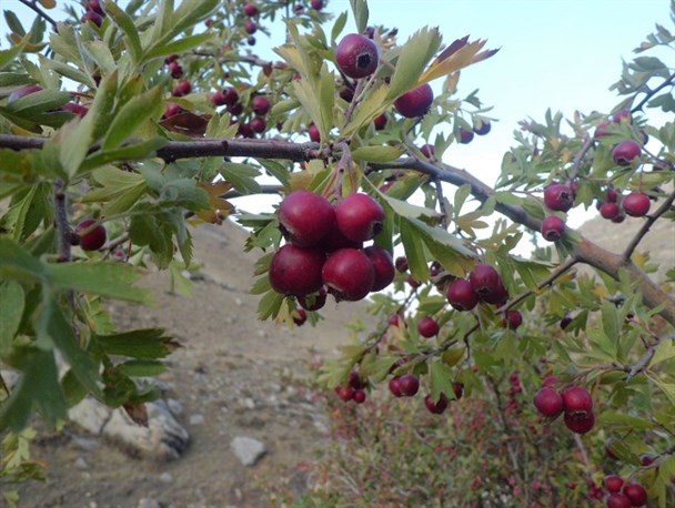 سوغات پاییزه سکار داغی شوط برای طبیعت گردان