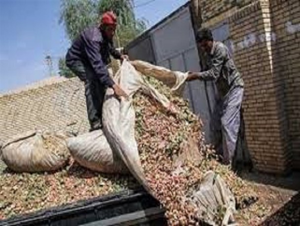 استفاده از بقایای پسته بصورت مکانیزه در تغذیه دام