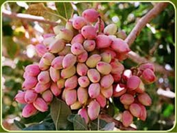 پیش بینی برداشت ۱۵۰ هزار تن پسته خشک در سال جاری/نوسانات نرخ ناشی از کمبود نقدینگی از جمله مشکلات باغداران پسته است