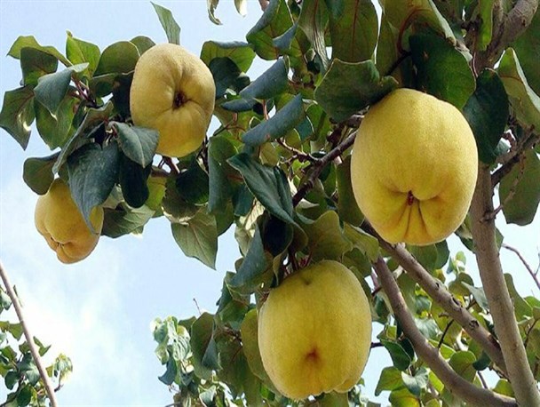 آغاز برداشت میوه "به " از باغات نهاوند