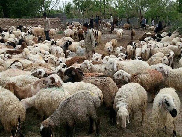 خطر شیوع بیماری طاعون نشخوار کنندگان کوچک در بین دام‌های استان زنجان