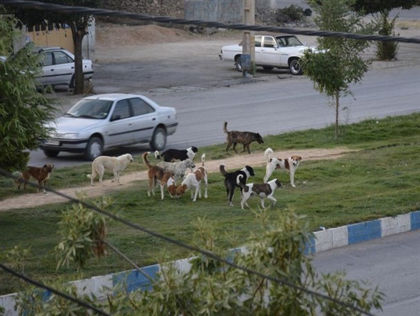 گلایه های ادامه دار از جولان سگ های ولگرد در شهر یاسوج