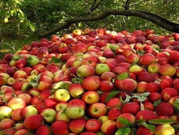 جزئیات تازه طرح خرید سیب صنعتی کهگیلویه و بویراحمد تشریح شد