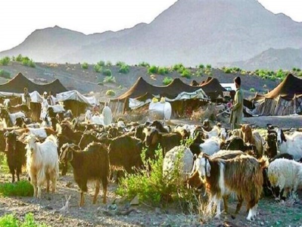 سیستان و بلوچستان قطب تولید فرآورده های دامی کشور