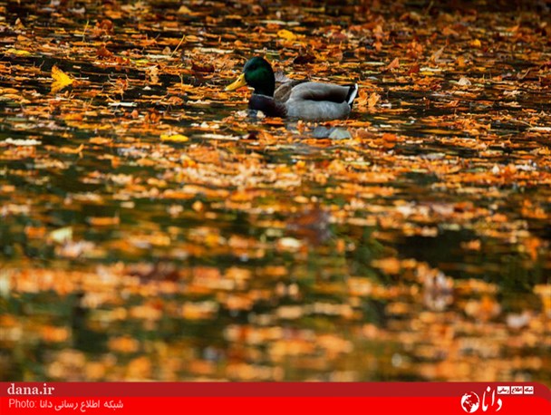 گزارش تصویری/ پاییز رویایی