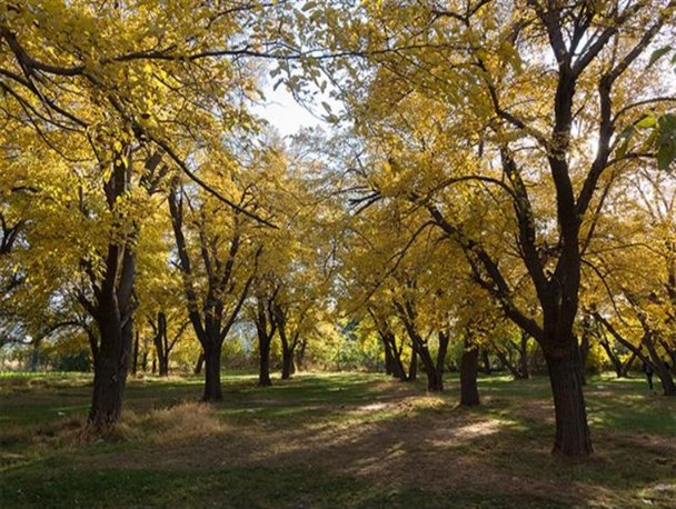 پاییز زیبای ارومیه