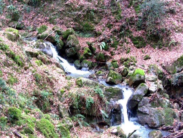 تصویری/ چهار فصل زیبای چنار رودخان