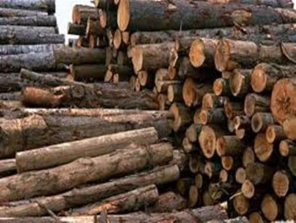 کشف بیش از ۱۰ تن چوب قاچاق از یک دستگاه کامیون در کردکوی