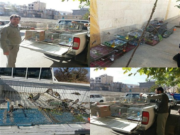 شکارچی غیرمجاز سهره طلایی در سردشت دستگیر شد