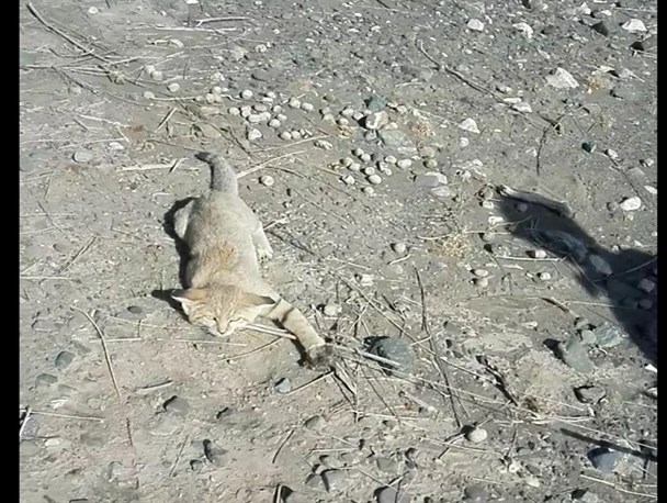 بازگشت یک قلاده گربه شنی به دامان طبیعت
