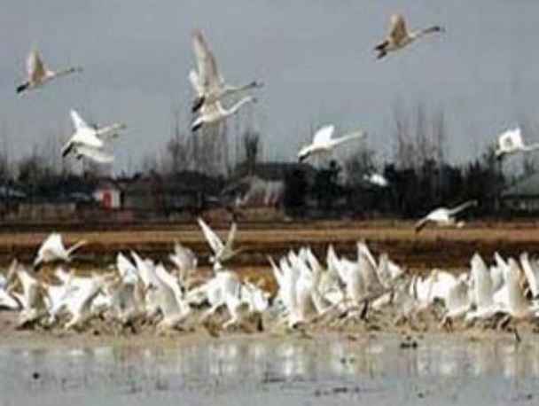 تالاب های بروجن میزبان ۵۰ هزار پرنده مهاجر/مشاهده "عقاب دریایی دم سفید" در تالاب گندمان