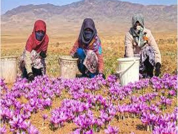 حذف محدودیت کشت زعفران در مازندران
