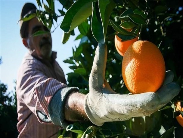 پیش‌بینی برداشت 75 هزار تن مرکبات در بابلسر
