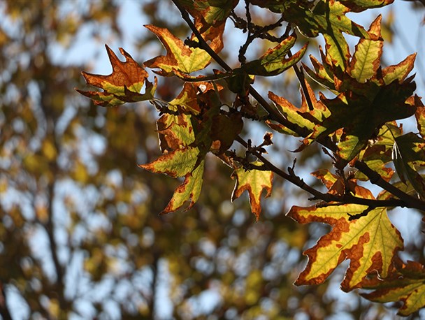 پاییز هزار رنگ‎