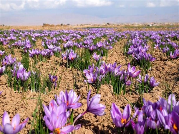 ۱۳۵ کیلوگرم زعفران از مزارع آذربایجان‌غربی برداشت می‌شود