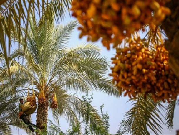 صادرات نخل‌ از سیستان وبلوچستان به کشور‌های حوزه خلیج فارس صحت ندارد