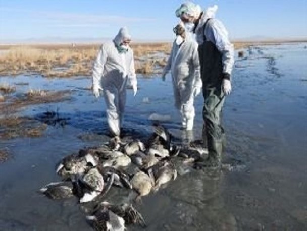 شکار و صید پرندگان مهاجر ممنوع است/مهاجرت ۱۷۰ پرنده به تالاب های لرستان