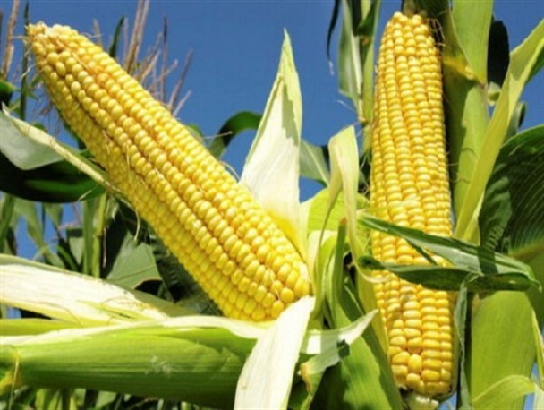 بیش از دو هزار تن ذرت دانه‌ای در کرمانشاه از کشاورزان خریداری شده است/ صدور حواله الکترونیکی کود شیمیایی